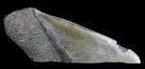 Fossil Megalodon Tooth Paper Weight #70536-1